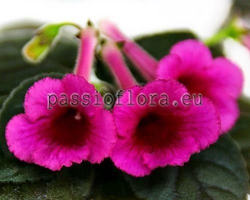 Mini Sinningia SRG'S WILD CHERRY