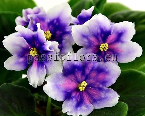 African Violet  RS-IDEAL