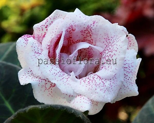 Gloxinia Seeds PF-NAOMI 