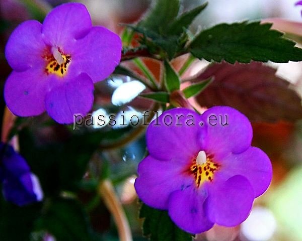 Achimenes RF'S LUZITA