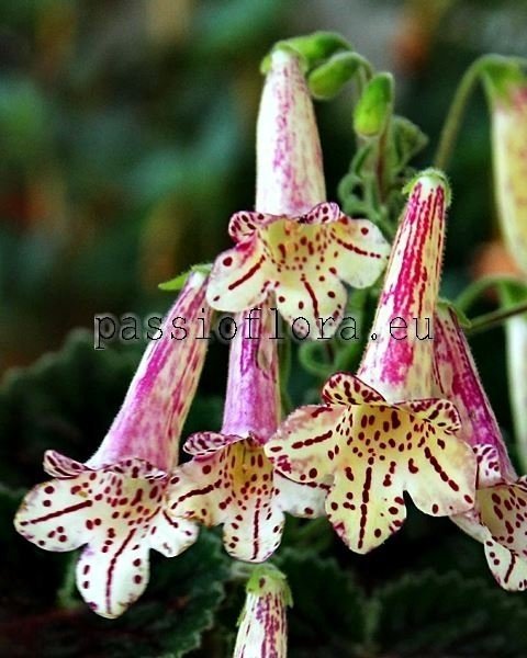 Smithiantha Seeds RF'S SPARKS