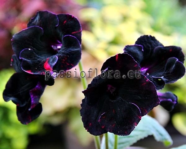 Streptocarpus DS-LAVA 