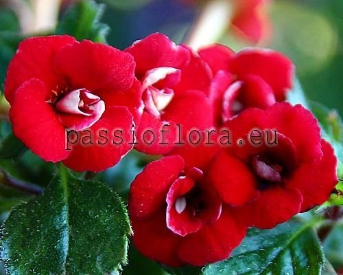 Achimenes PETITE FADETTE 2