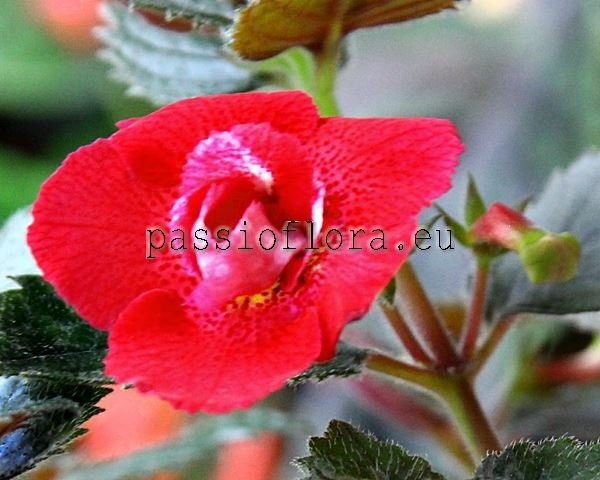 Achimenes RF'S NIRVANA