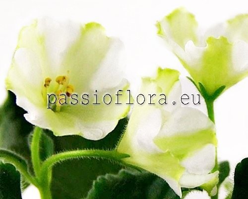 African Violet  Chimera AV-OLIVIN