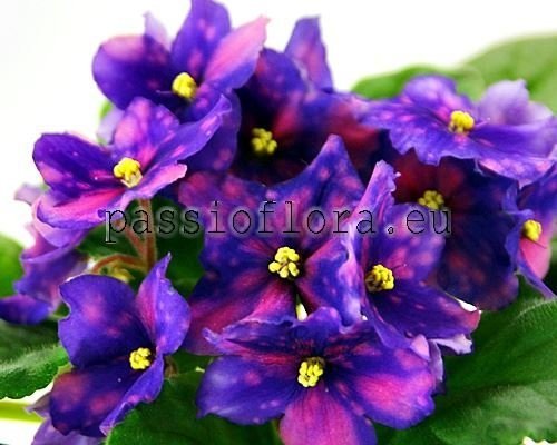 African Violet  RS-ZHONGLER