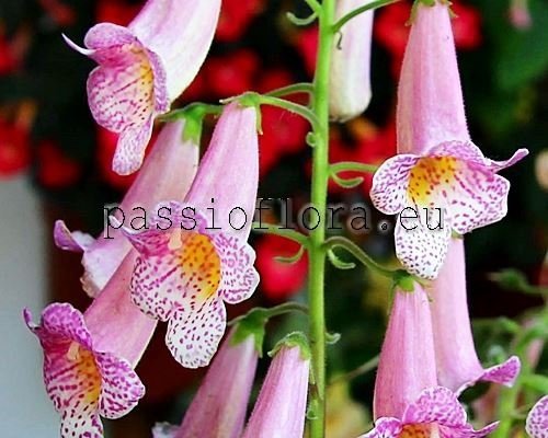 Smithiantha PF-CARNIVAL 