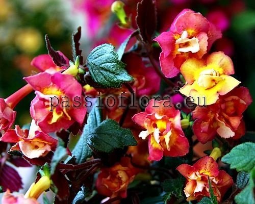 Achimenes ALEXANDRA SHVELIDZE xAchimenantha