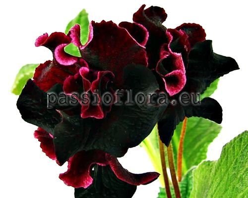 Streptocarpus DS-1755 