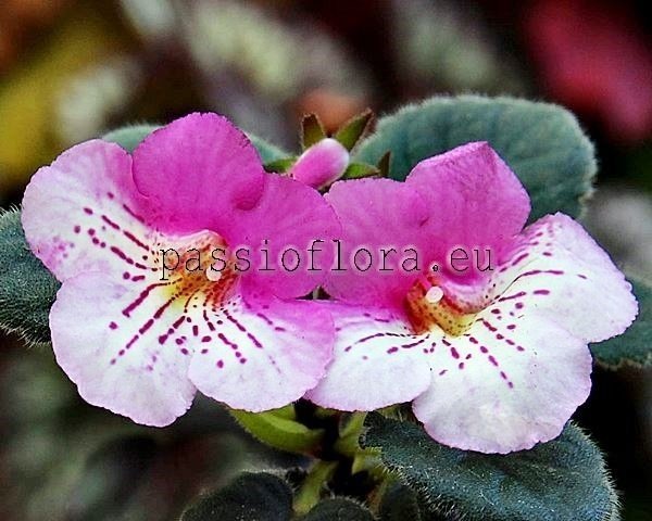 Mini Sinningia Seeds SRG'S CODRUTZZA 