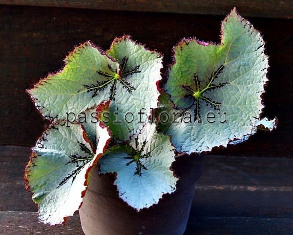 Begonia DS-WHITE SUEDE