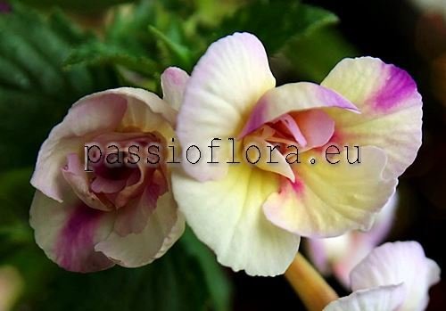 Achimenes IVORY QUEEN 2