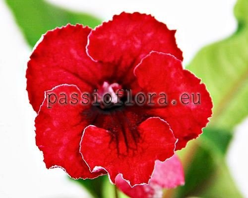 Streptocarpus DS-POPPY - DS-MAK