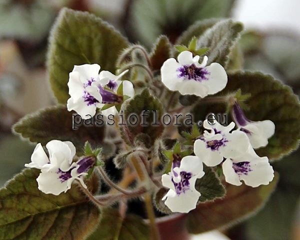 Mini Sinningia AMIZADE