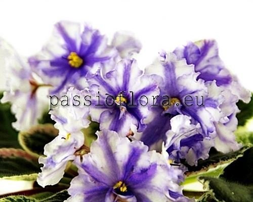African Violet Chimera RS-KOLESO FORTUNY