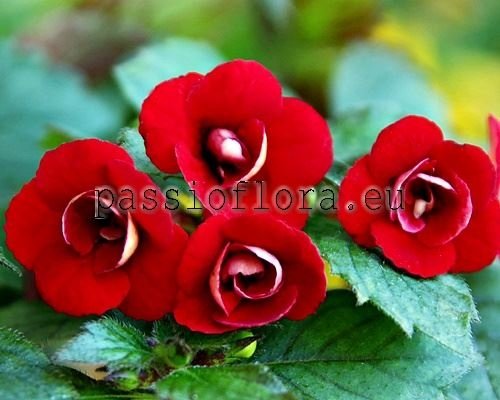 Achimenes Seeds PETITE FADETTE 