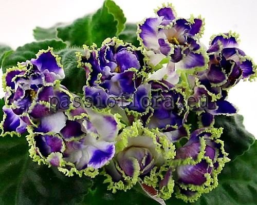 African Violet  F-Dukh Vody