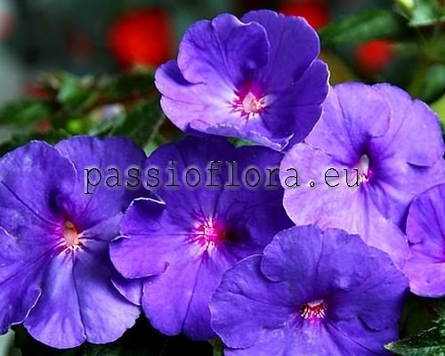 Achimenes Seeds ODESSA BLUE