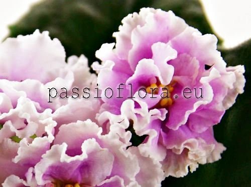 African Violet VAT-PION