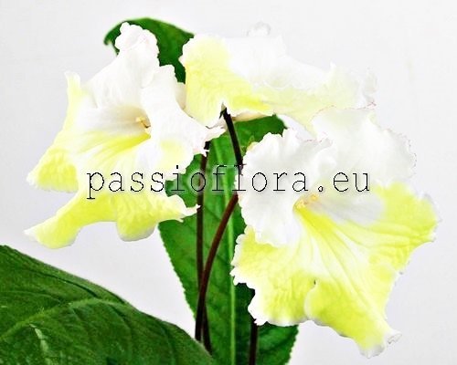 Streptocarpus MK-SUNNY VALLEY