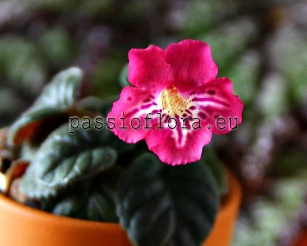 Mini Sinningia  BAL-CHRISTMAS STAR