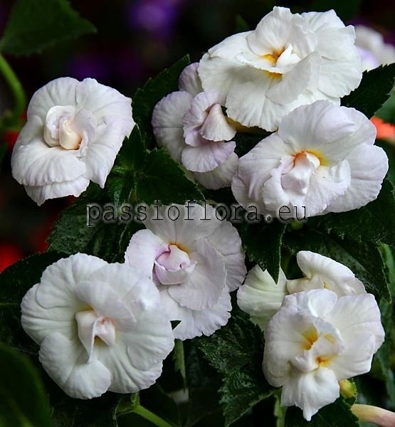 Achimenes ICY VOLGA 2