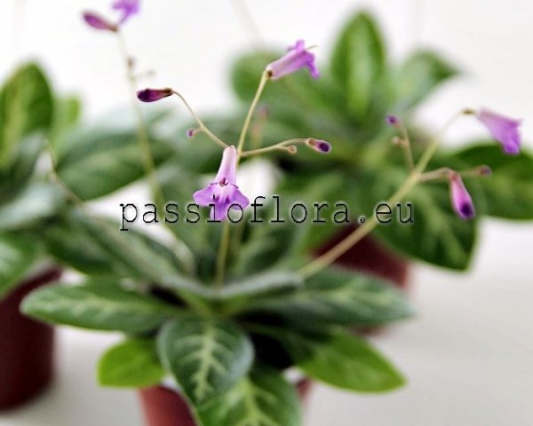 Primulina sinovietnamica