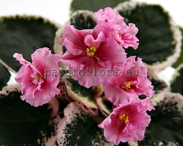 African Violet LE-ODALISKA 