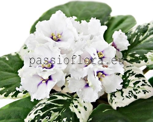 African Violet LE-GALINA 