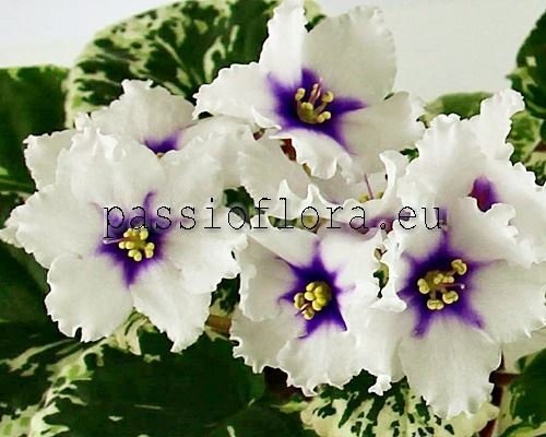 African Violet  LE-GALINA
