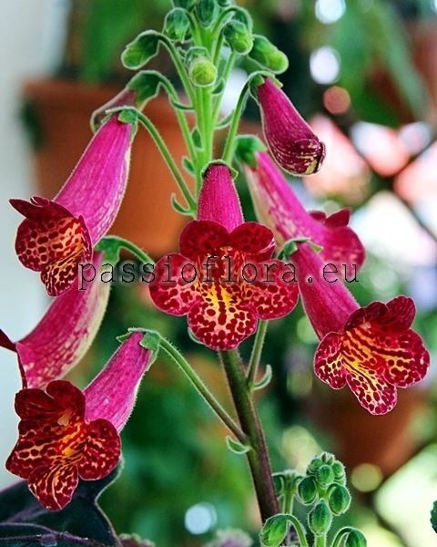 Smithiantha Seeds RF'S ALADDIN