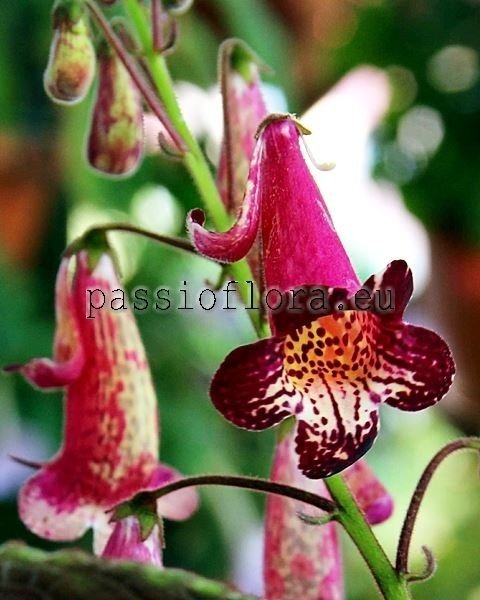 Smithiantha Seeds RF'S ROBERTO'S FAVORITE