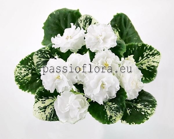 African Violet LE-BELAYA KAMELIYA