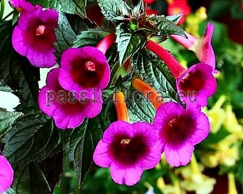 Achimenes AURIKA'S VELVET ECLIPSE xAchimannia