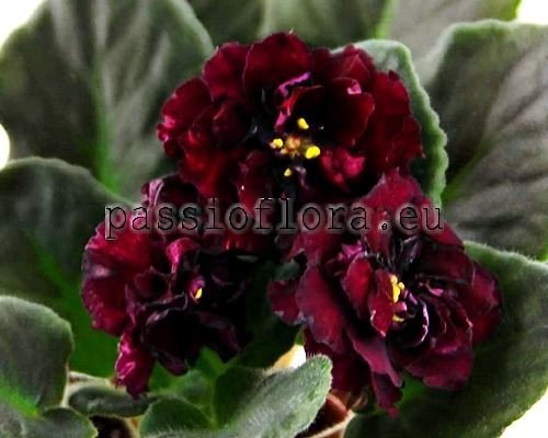 African Violet RS-BLACK VELVET - RS-CHERNYY BARKHAT