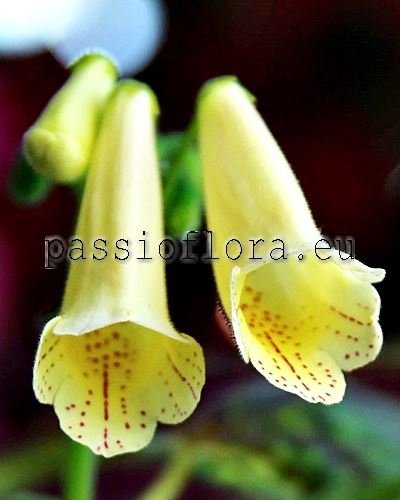 Smithiantha PF-YELLOW BIRD 