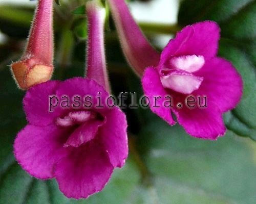 Mini Sinningia SRG'S WILD CHERRY 