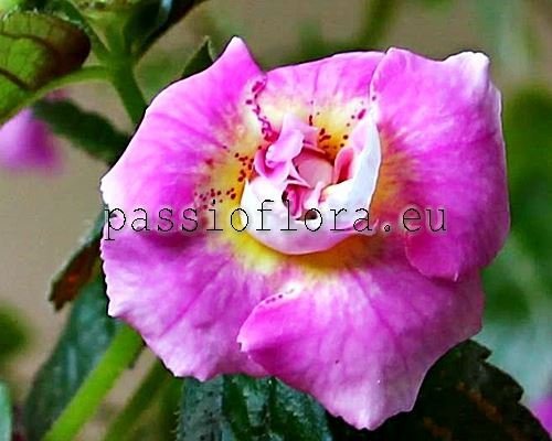 Achimenes RF'S PINK CARNIVAL