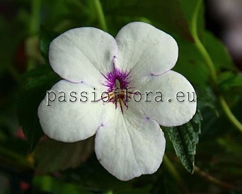 Achimenes CHARITY 