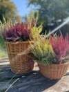 Osłonka na doniczkę Naturalna 17cm - Sklep z wiklina - zdjęcie 2