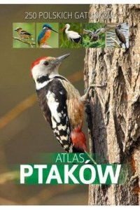 Atlas ptaków (OUTLET)
