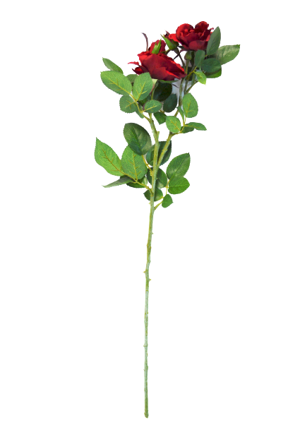 Róża herbaciana - 99/086