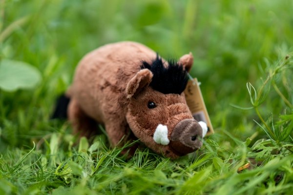 Dzik - pluszowy przyjaciel z Jelonek