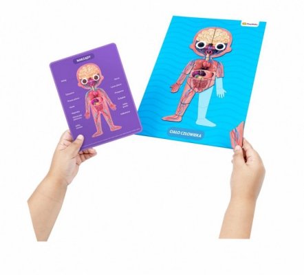 Dante Zestaw Playshifu My super human body - Ciało człowieka