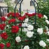 2x Rosenturm Rosen Obelisk Rankhilfe Rosensäule Rankgitter Säule grün 190 cm