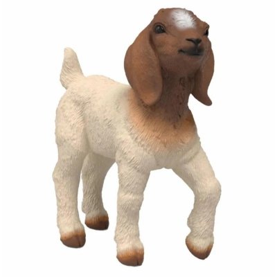 Koza rasy Boer młode