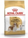 Royal Cavalier King Charles Adult 1,5kg