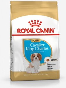 Royal Cavalier King Charles Puppy 1,5kg 