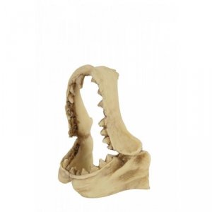 Zolux  Dekoracja czaszka dinozaura model 2