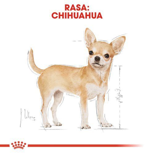 Royal Chihuahua Adult 500g